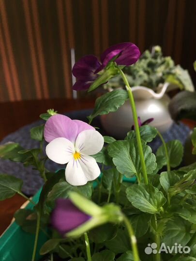 Виола - пищевые цветы