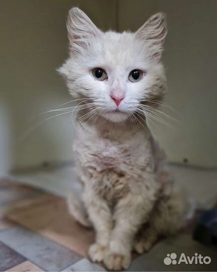 Кошка в дар бесплатно