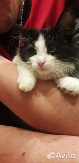 Котики