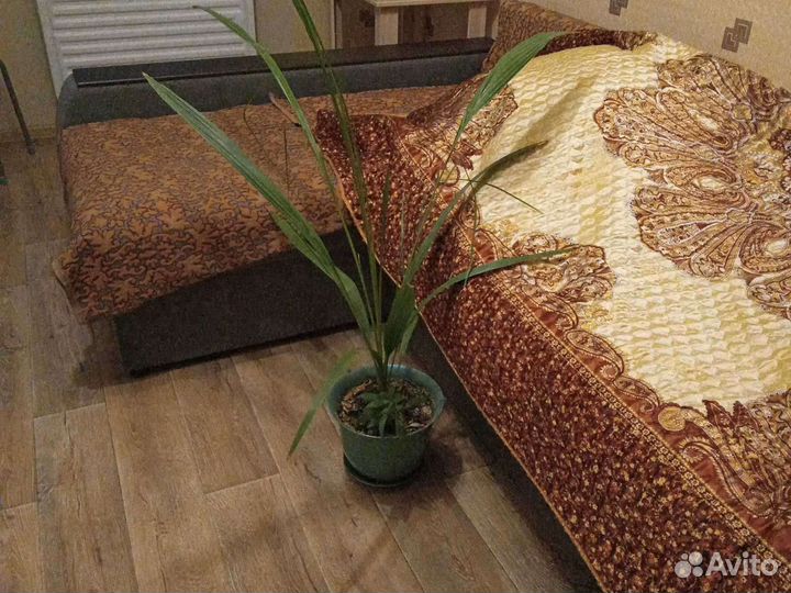 Финик пальма