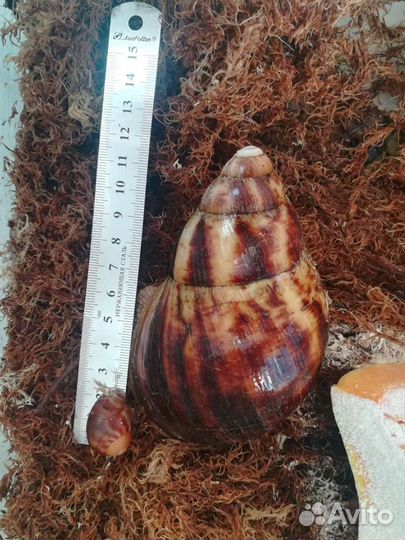 Улитка Архахатина