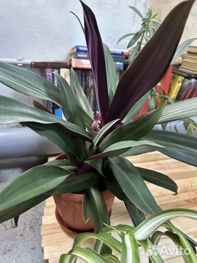 Традесканция Рэо