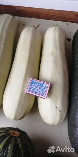 Кабачки домашние
