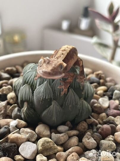 Бананоед малыш