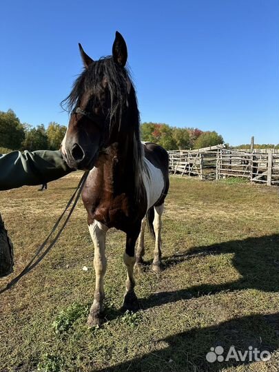 Лошадь жеребец