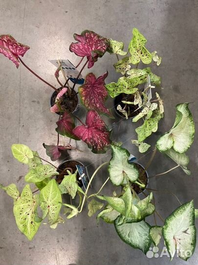 Каладиум микс Caladium mix 30/13