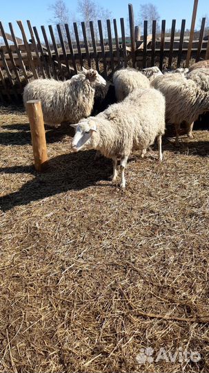 Овцы бараны