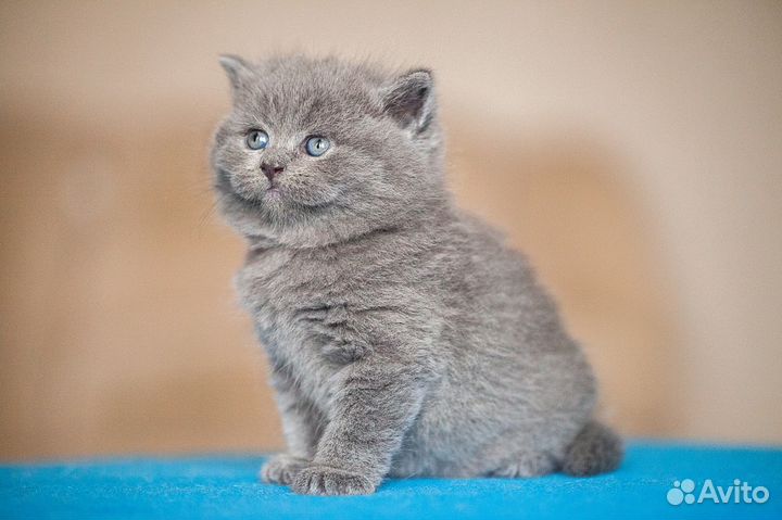 Чистокровный британский котик Эрик