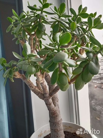 Толстянка, денежное дерево