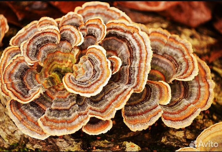 Дары/П гриб траметес кордицепс рейши веселка мёд