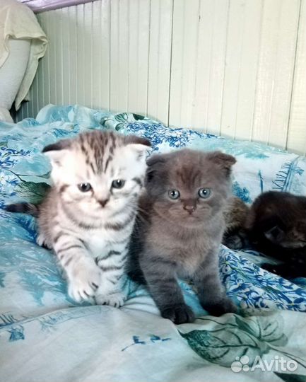 Шотландские котята