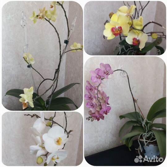 Орхидея фаленопсис