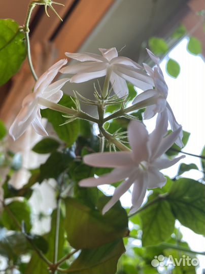 Укорененные черенки Жасмина (самбак)