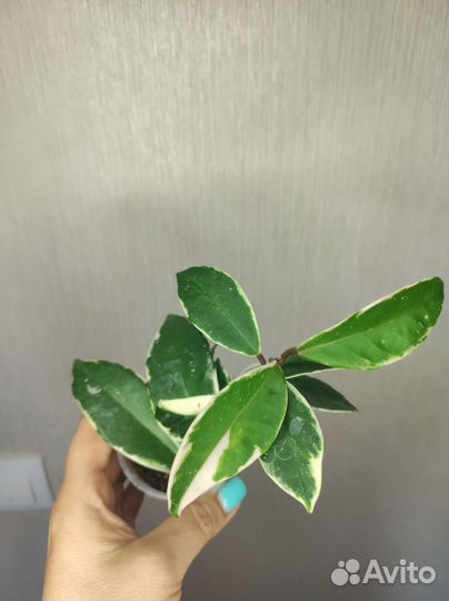 Хойи укорененные