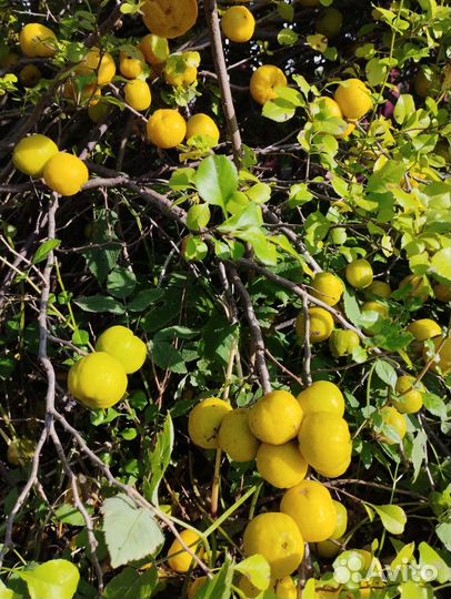 Айва японская