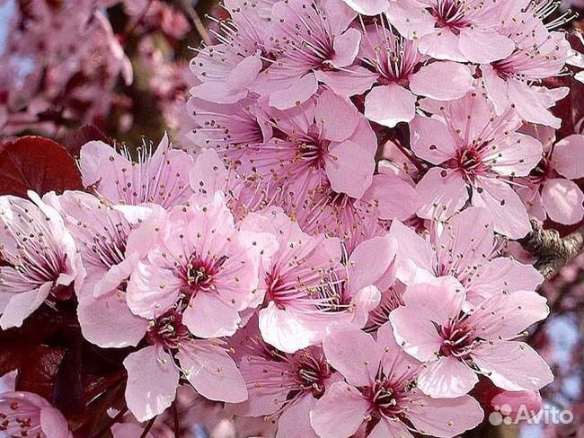 Черёмуха Шуберта