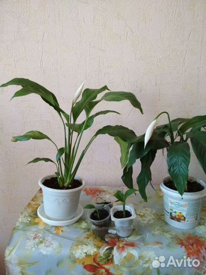 Спатифиллум