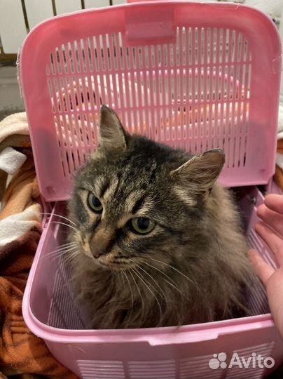 Кошечка стерилизованная