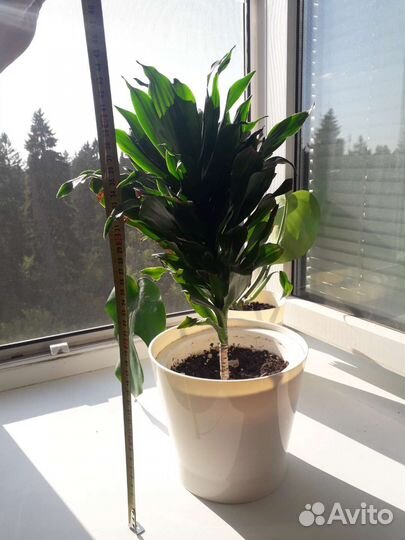 Пальма Драцена душистая