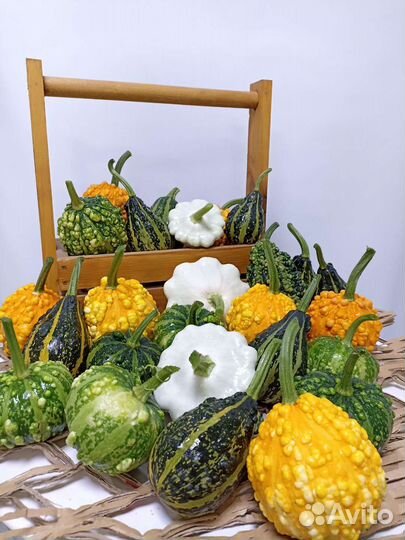 Тыква декоративная