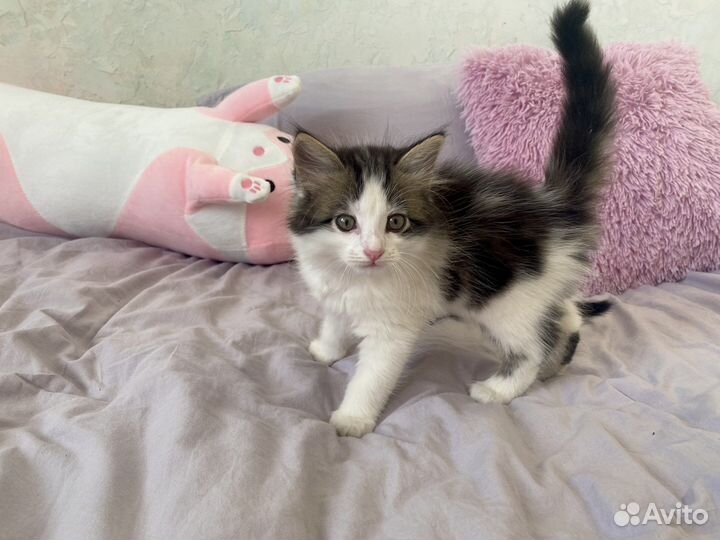 Вислоухие котята к лотку приучены