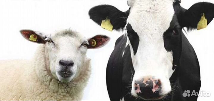 Перевезу скот. коров, лошадей, овец, грузоперевозк