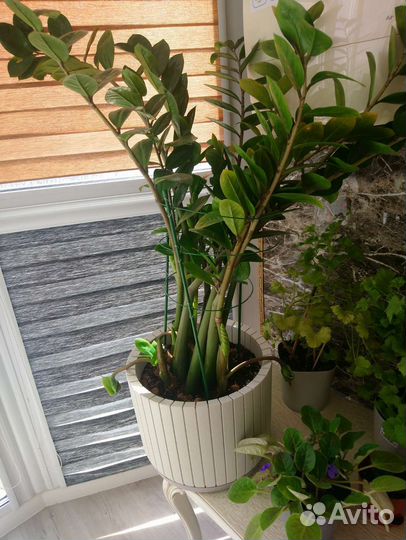 Комнатные цветы