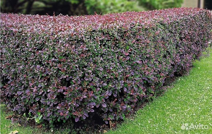 Барбарис обыкновенный