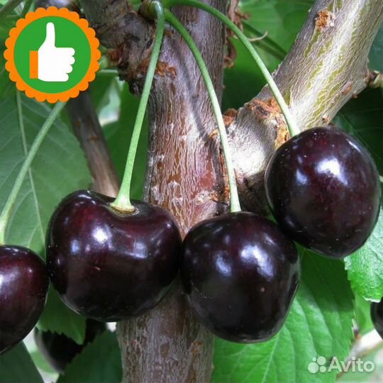 Саженцы вишня Шоколадница