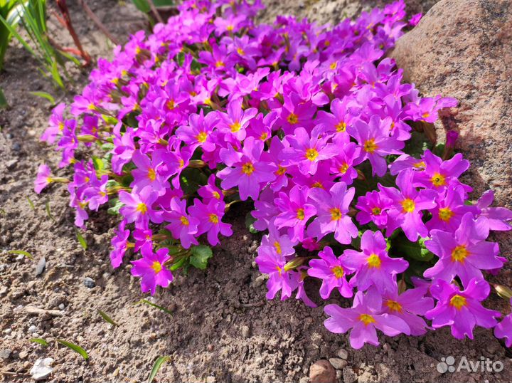 Растения для сада