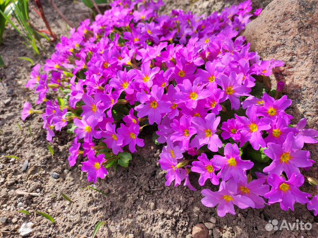 Растения для сада