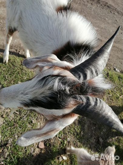 Козлик