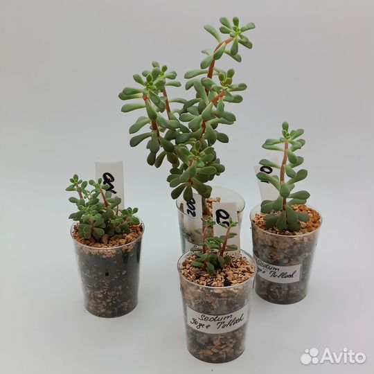 Суккуленты седумы 1