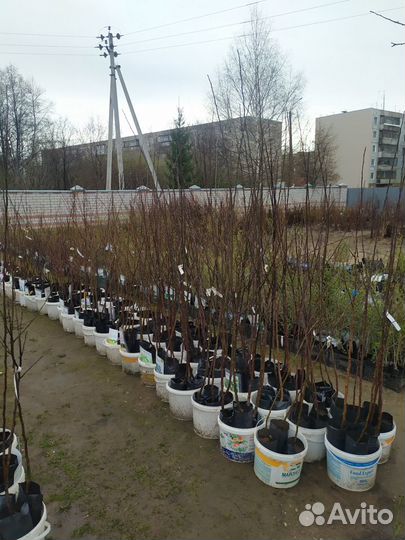 Плод Саженцы Деревьев и Кустарников. Розы кустовые