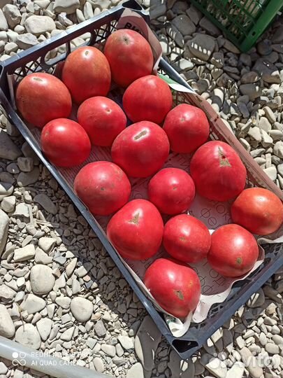 Помидора сладкая Бычье сердце