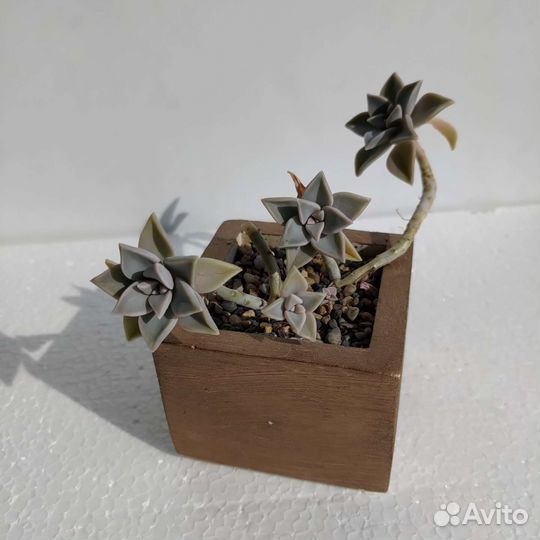 Кактусы и суккуленты а бетонных горшках