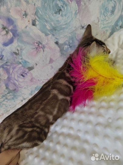 Бенгальский котик