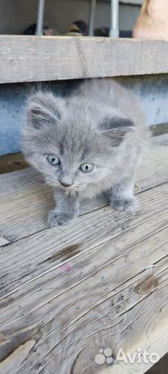 Кошки в добрые руки