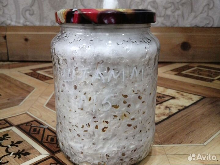 Мицелии грибов вешенка