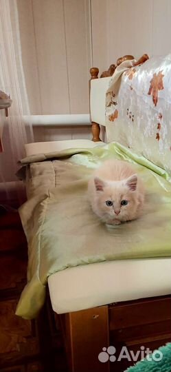 Кошки бесплатно