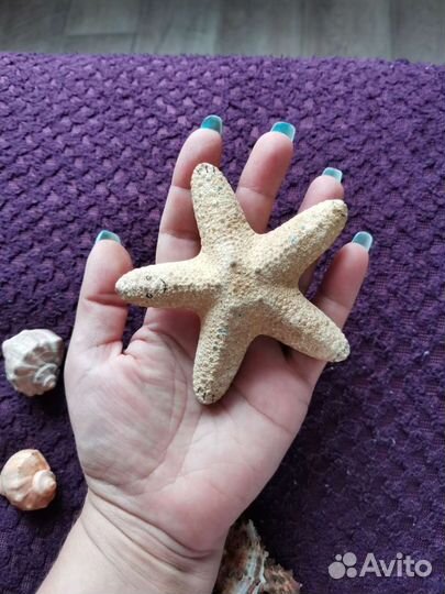 Набор ракушек