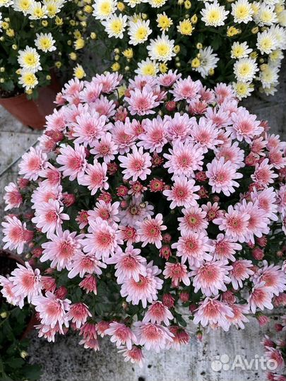 Хризантемы мультифлора