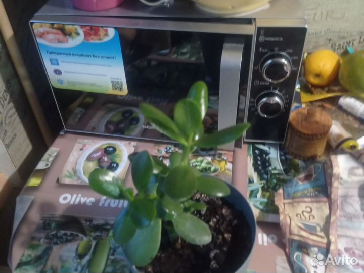 Герань пеларгония