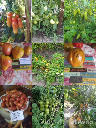 Семена коллекционных сортов томатов