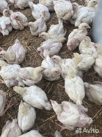 Цыплята бройлеры подрощенные
