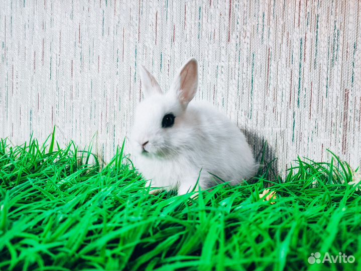 Мини карликовый кролик