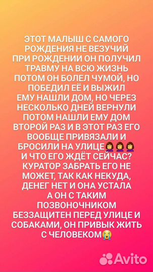 Особенный щенок ищет семью