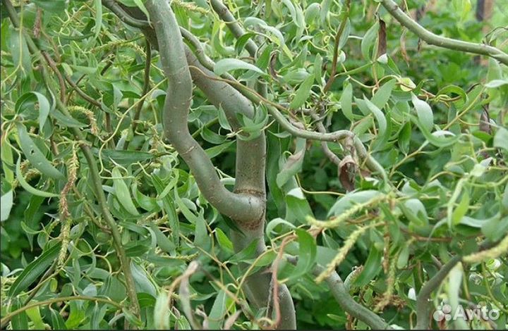 Ива извилистая (кудрявая) саженцы