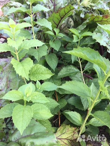 Жасмин(чубушник)