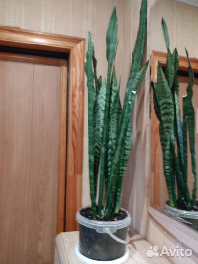 Сансевиерия, (тещин язык)
